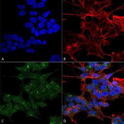 Immunocytochemistry/ Immunofluorescence: RAB1B Antibody [NBP3-18251]